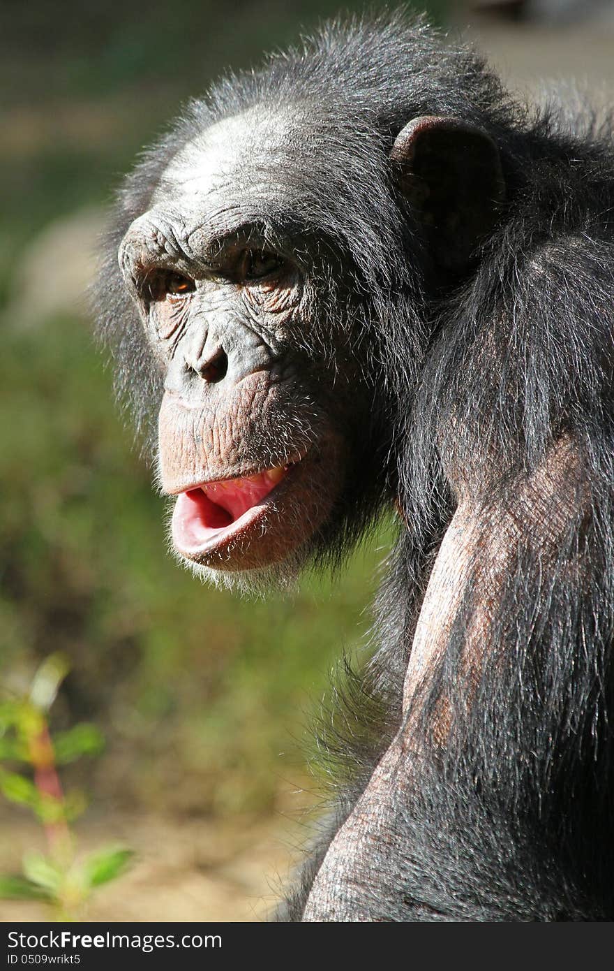 Older Chimp In Sunshine With Open Mouth. Older Chimp In Sunshine With Open Mouth