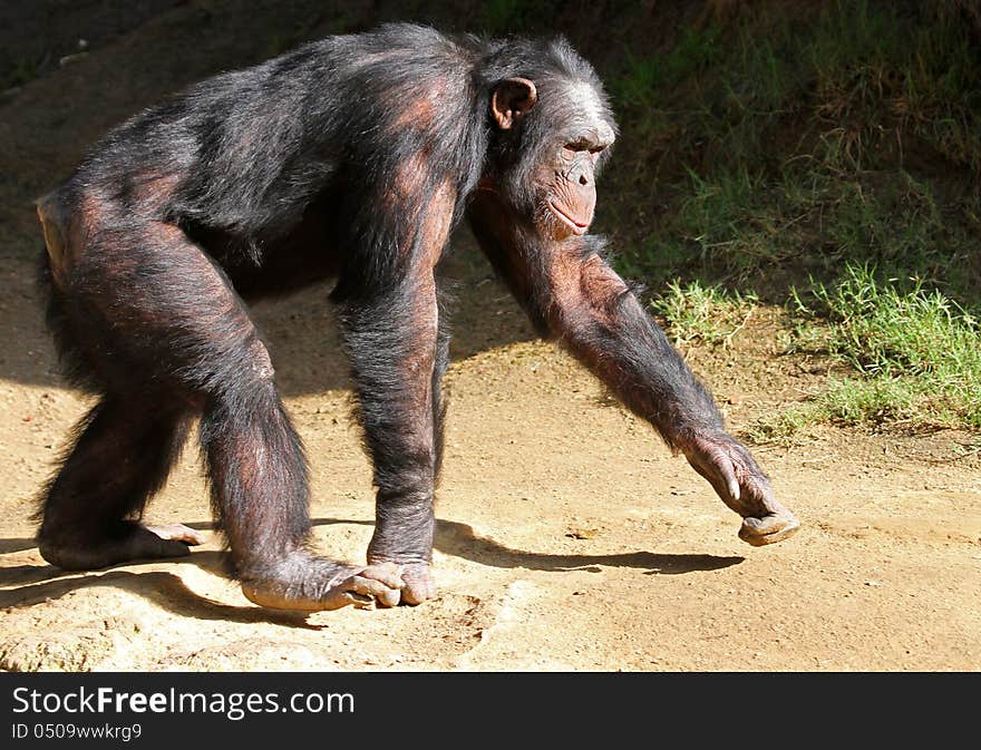 Older Chimp Walking In Sunshine On All Fours. Older Chimp Walking In Sunshine On All Fours