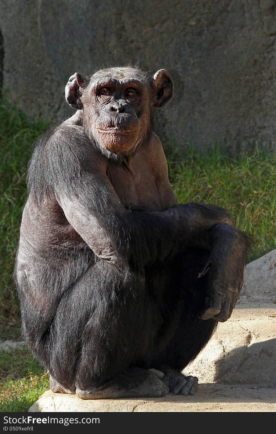 Older Chimp With Big Ears Sitting In Sunshine With Arms Folded. Older Chimp With Big Ears Sitting In Sunshine With Arms Folded