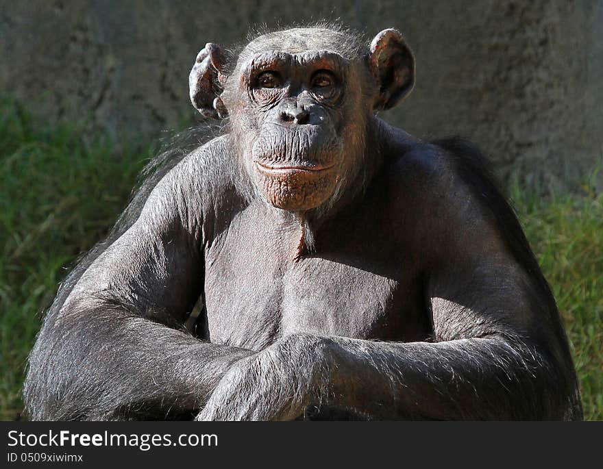 Older Chimp With Big Ears Sitting In Sunshine With Arms Folded. Older Chimp With Big Ears Sitting In Sunshine With Arms Folded