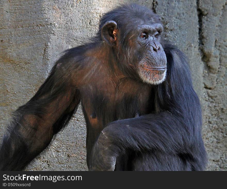 Chimpanzee