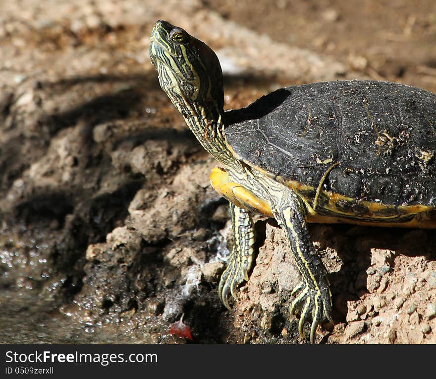 Close Up Detail Of Water Turtle stretching Neck And Head