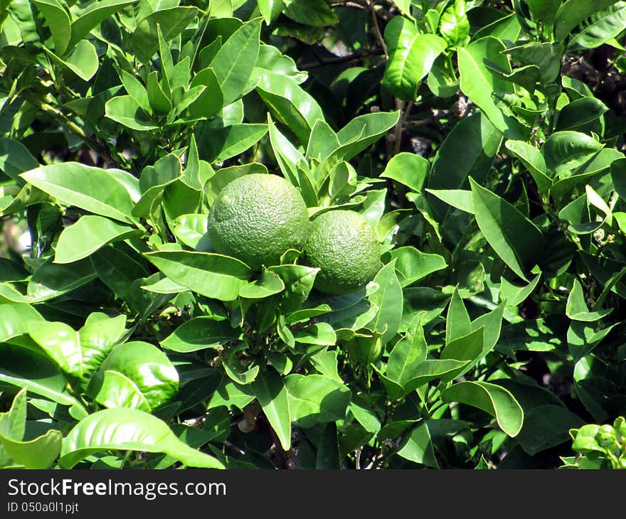 Green mandarines