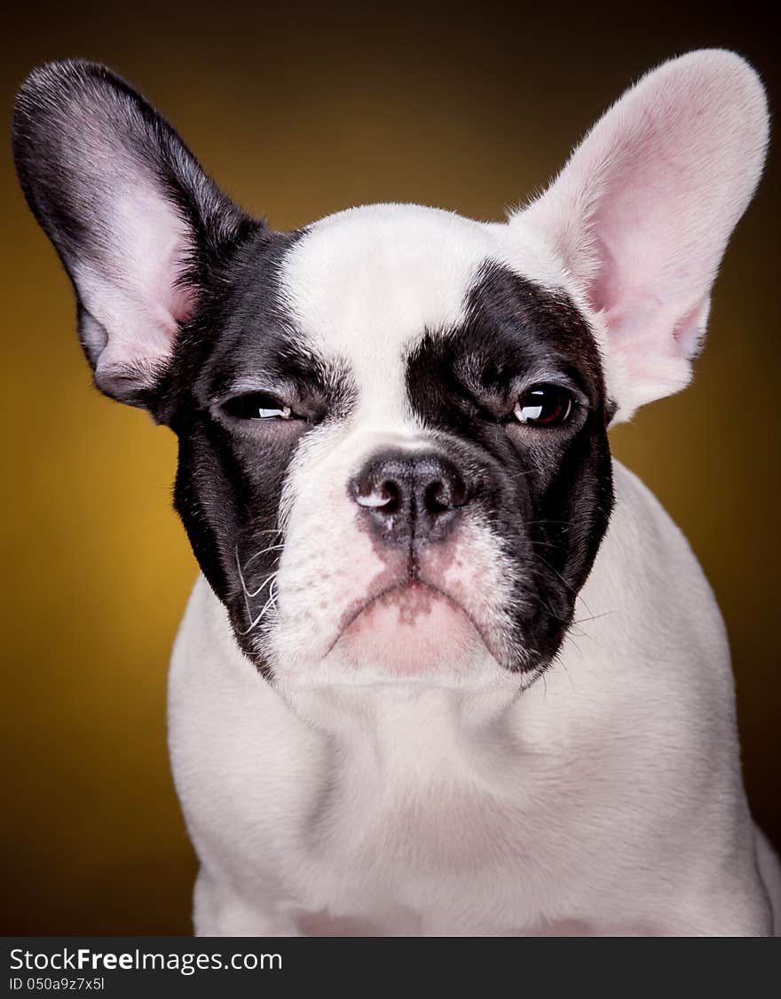 Funny portrait of french bulldog puppy on dark yellow background