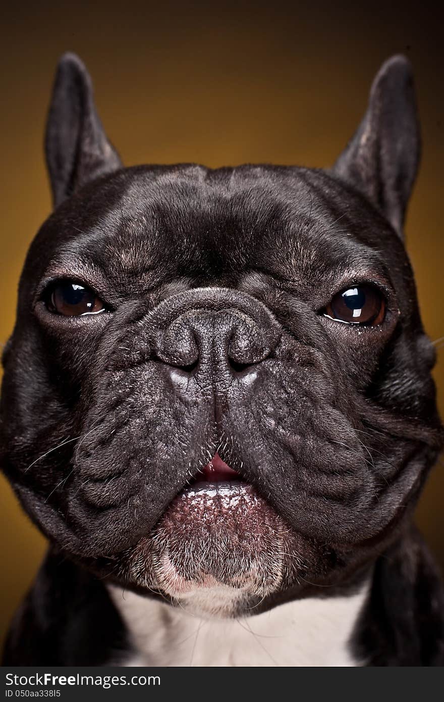 Funny portrait of french bulldog on dark yellow background. Funny portrait of french bulldog on dark yellow background