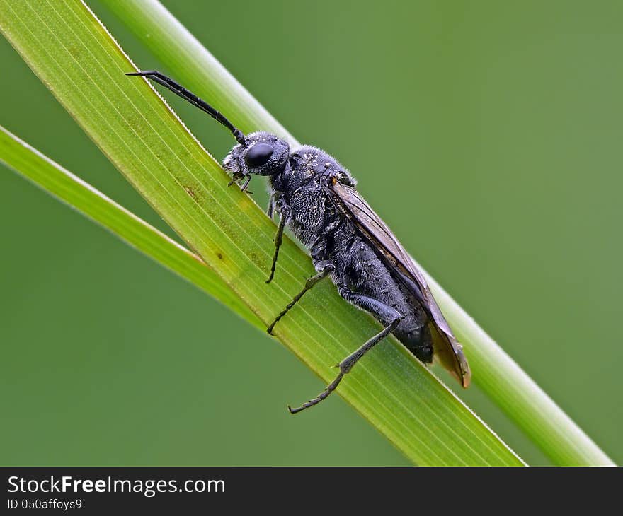 Black Sawfly on a green bent stem.