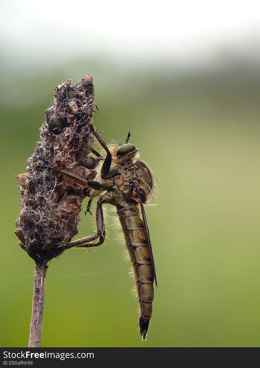 Robber Fly