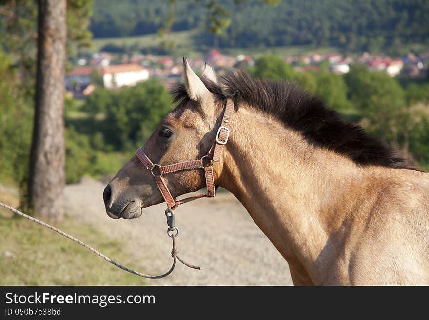 Arabian full blood horse filly. Arabian full blood horse filly