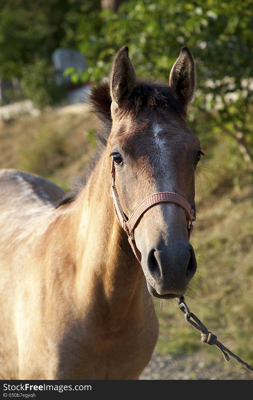 Arabian full blood horse filly. Arabian full blood horse filly