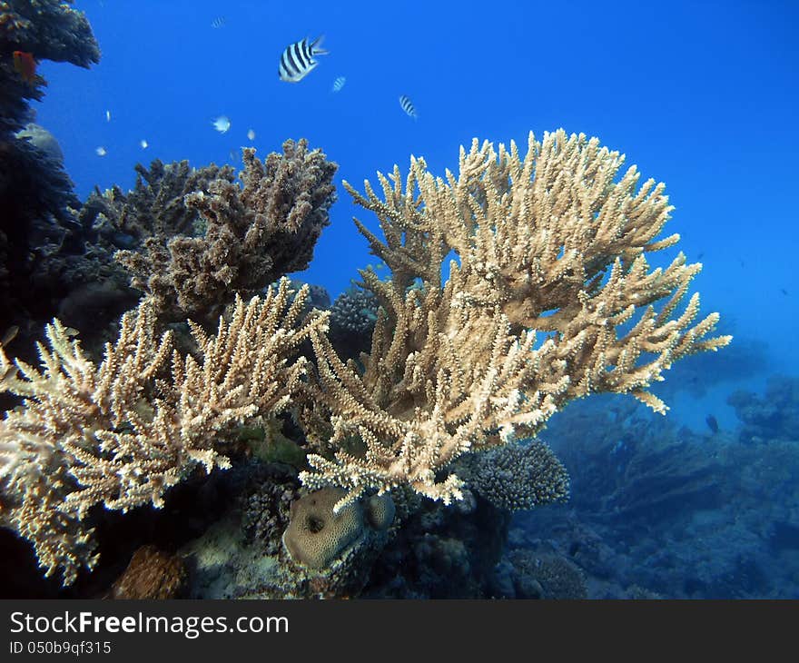 A beautiful pink coral at underwater scenery