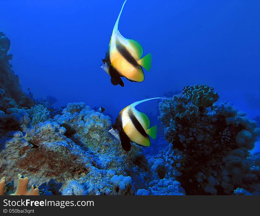 Underwater life, Red sea and two bannerfish from Nemo cartoon movie in blue background of deep water. Underwater life, Red sea and two bannerfish from Nemo cartoon movie in blue background of deep water