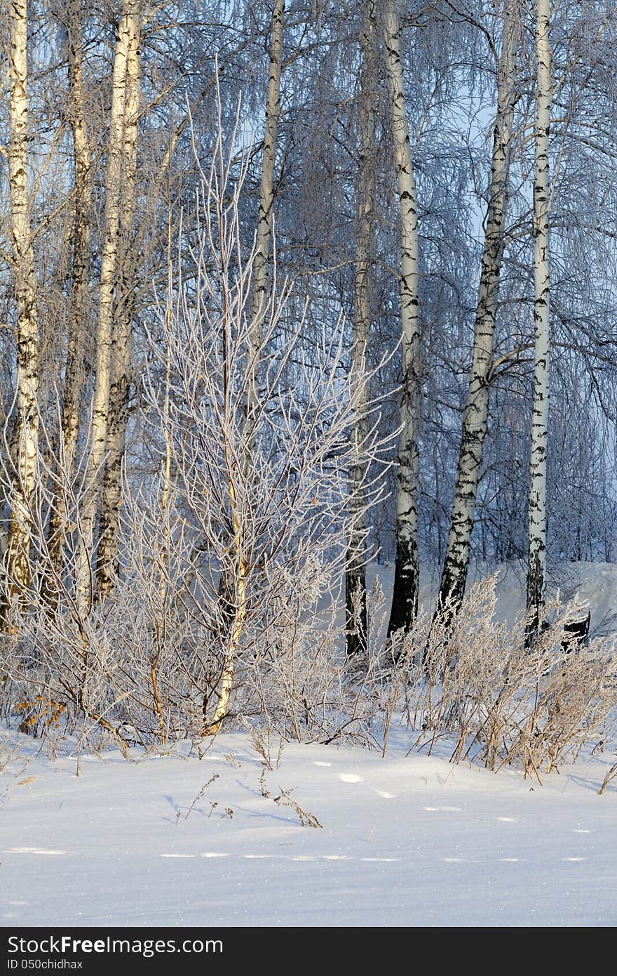 Winter Forest