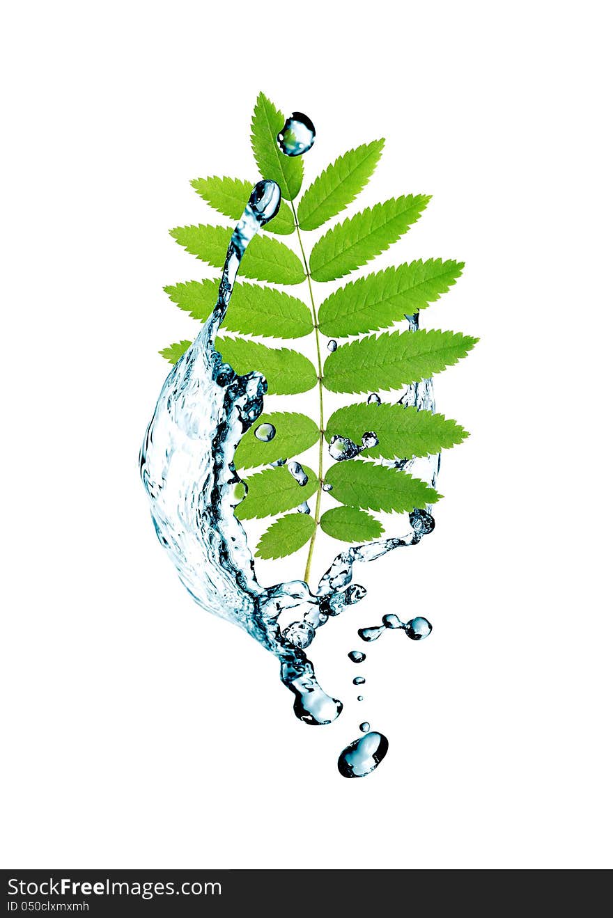 Ecology concept.Abstract composition with green leaves and splashing water. Ecology concept.Abstract composition with green leaves and splashing water