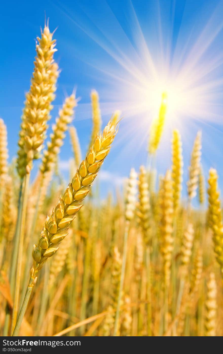 Mature ears of wheat.