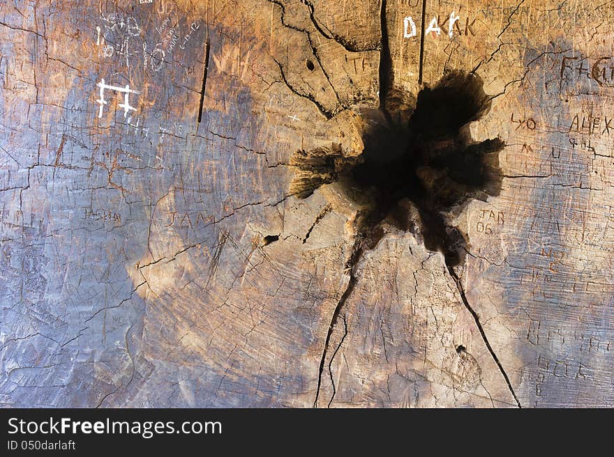 Hole In Sequoia Trunk With Signs