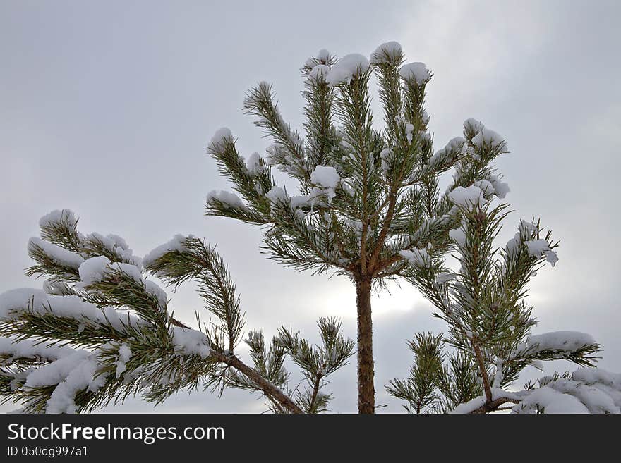 Pine Tree In The Snow