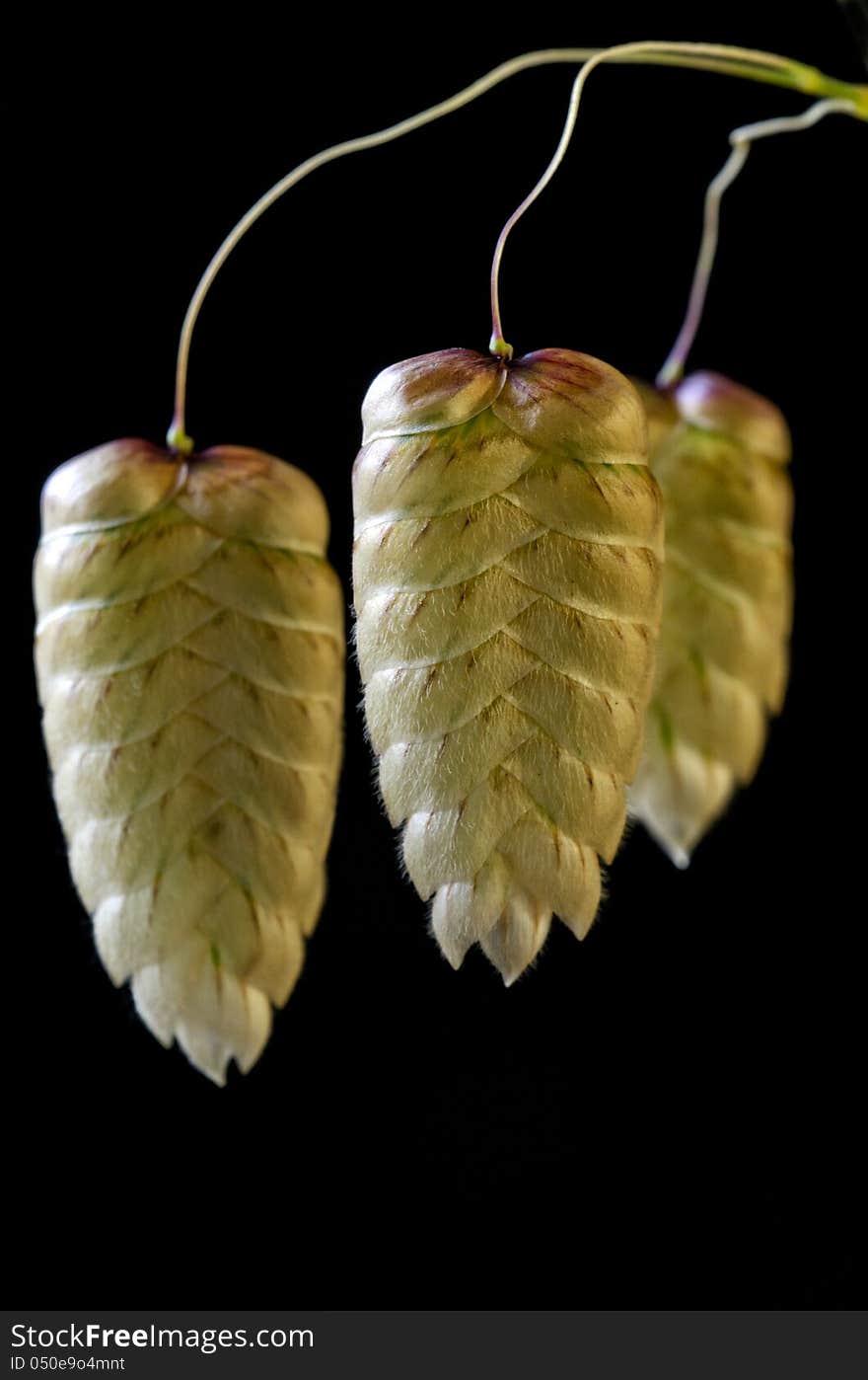 Glose Up Of Grass Seedpod Heads