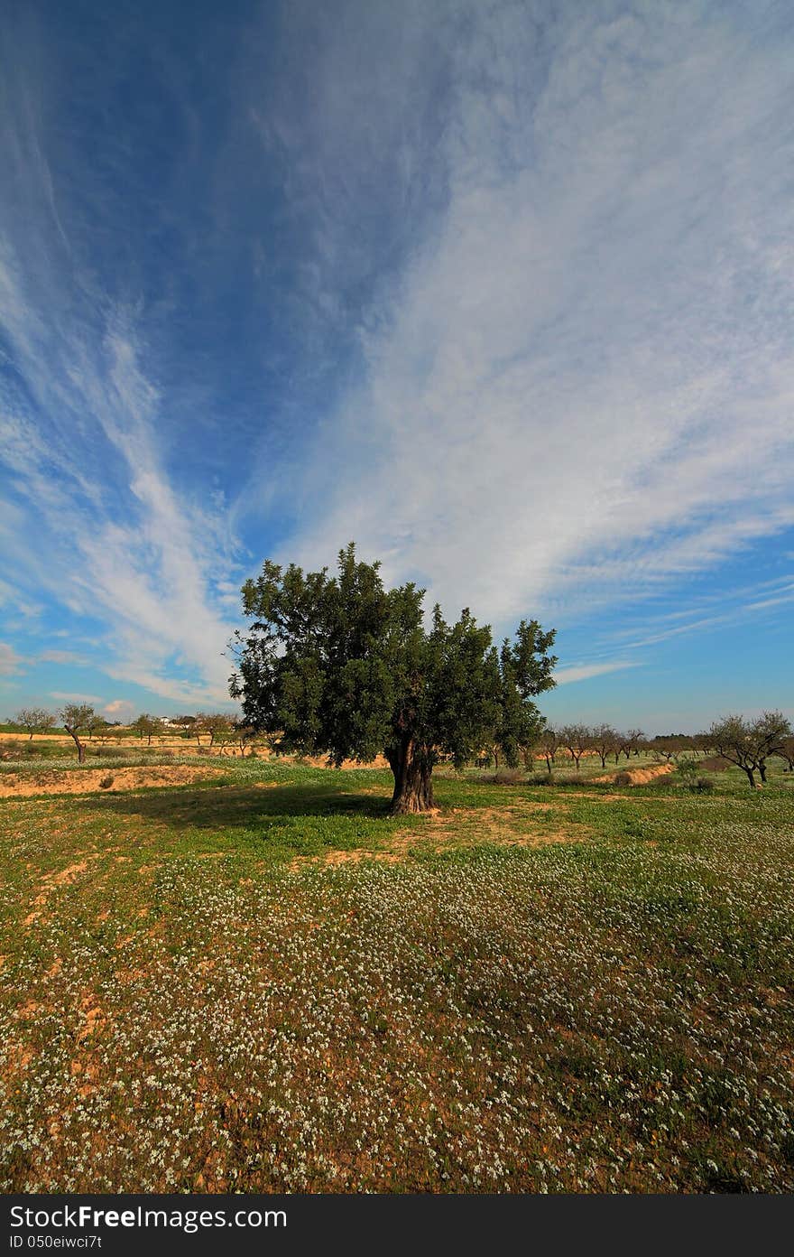 Carob tree alone in the prairie.