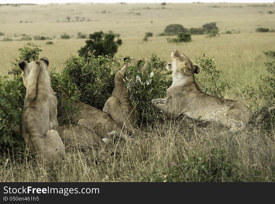 group of young lions