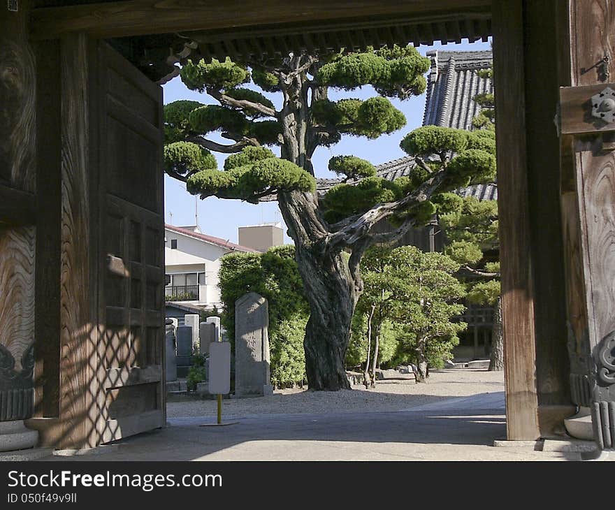 Scenic tree in the Japanese temple yard behind big wooden gate. Scenic tree in the Japanese temple yard behind big wooden gate