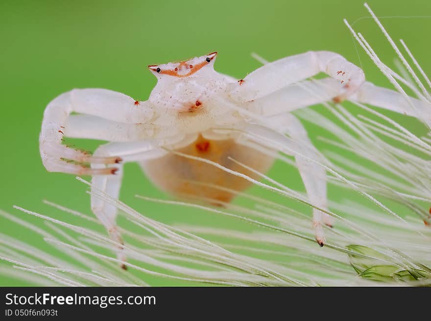 And white and fat of spider