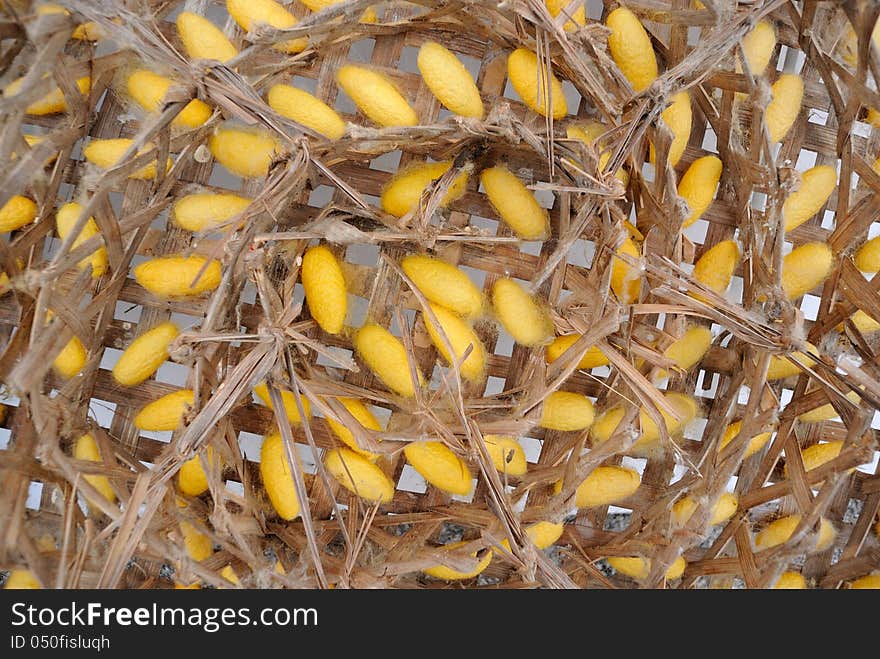 Silkworm cocoon, many silk worm yellow