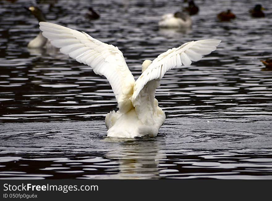 A swan flapping