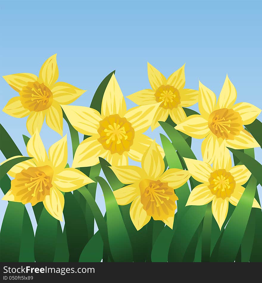 Blooming Daffodils