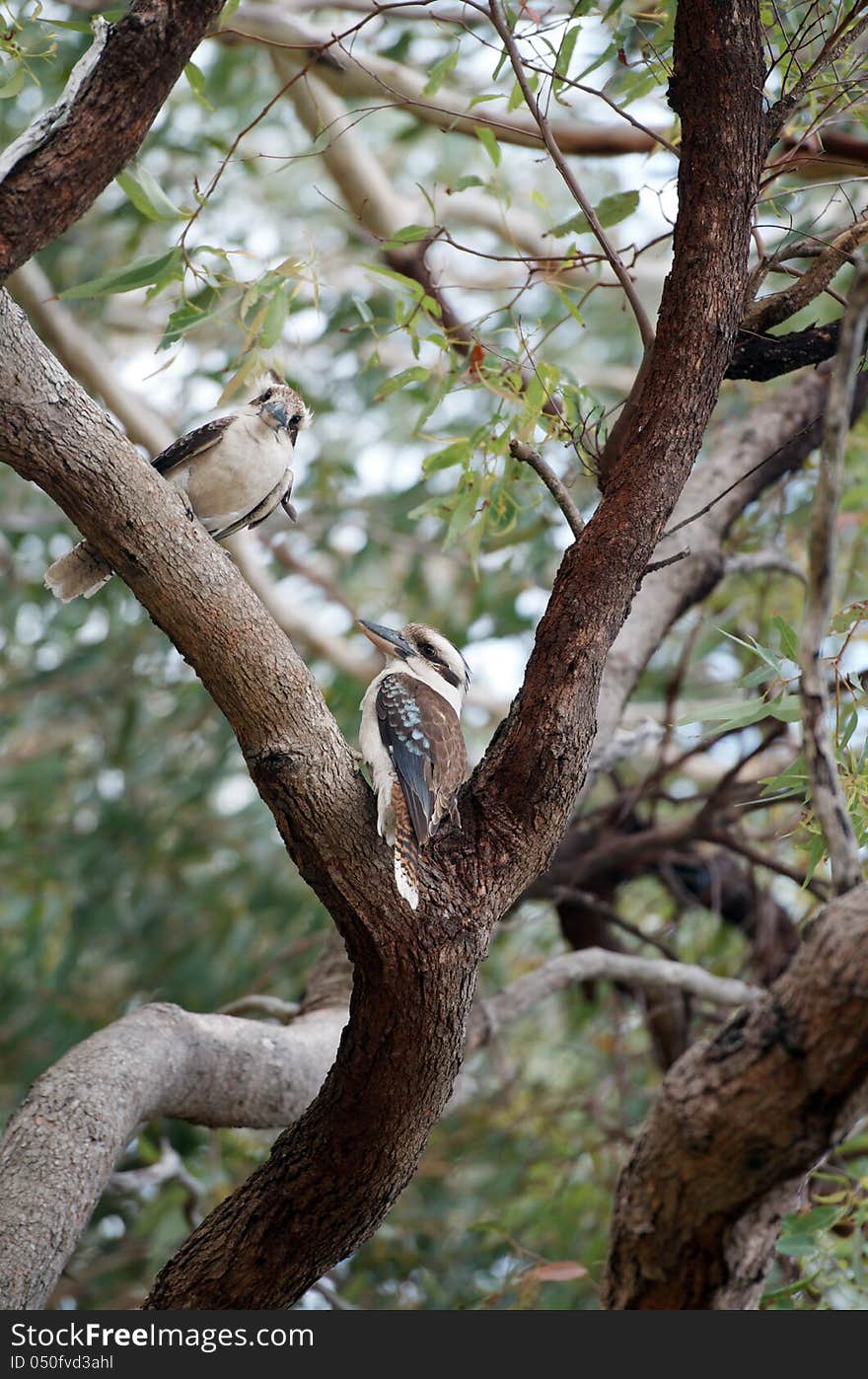 Two blue-winged kookaburra perched on a eucalyptus tree branch (dacelo leachii), Australia