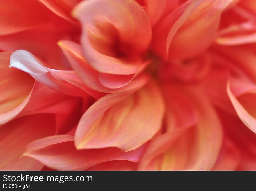 Close-up of a single dahlia bloom