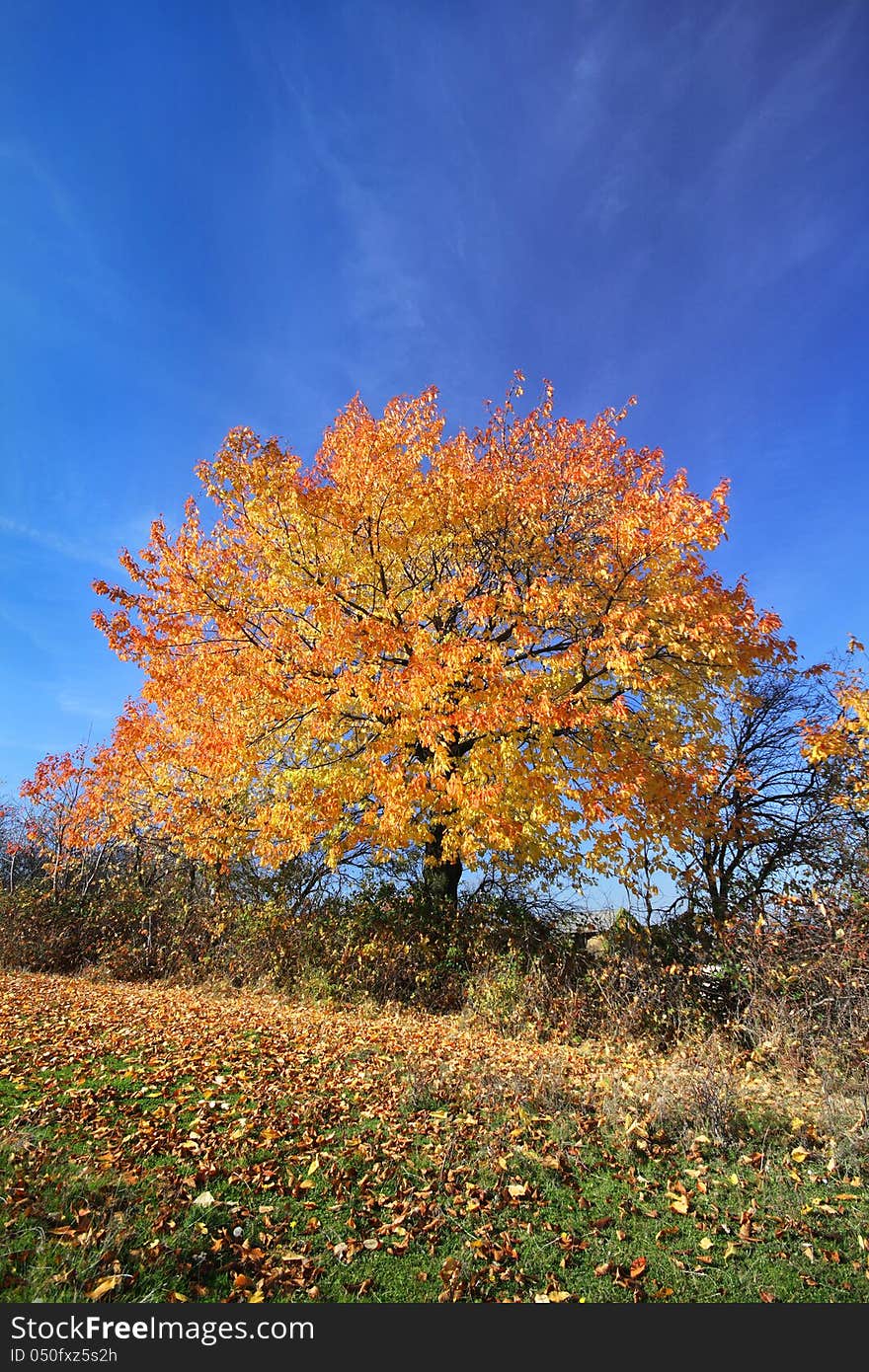 A vibrant cherry tree on a beautiful sunny fall day. A vibrant cherry tree on a beautiful sunny fall day