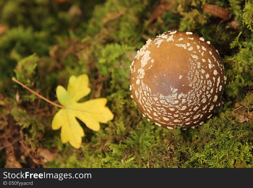 Lovely Vivid Red Mushroom In Moss With Fallen Leaf