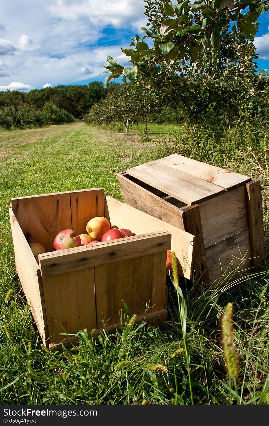 Apple Crates