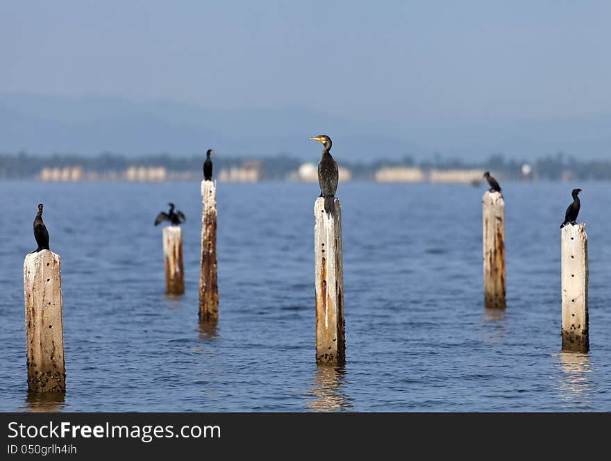 A Great Cormorant on post surrounded by Little Cormorant.