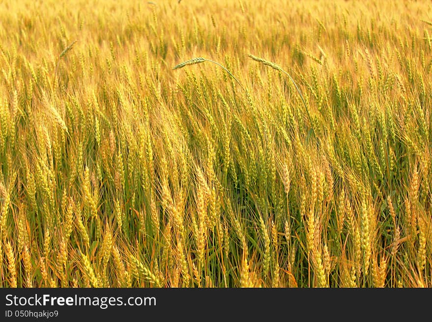 Rye field in the summer