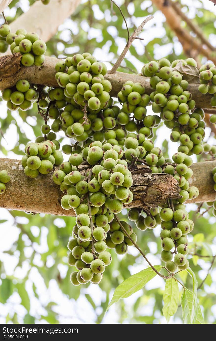 Green Fig fruit on  tree  in Thailand