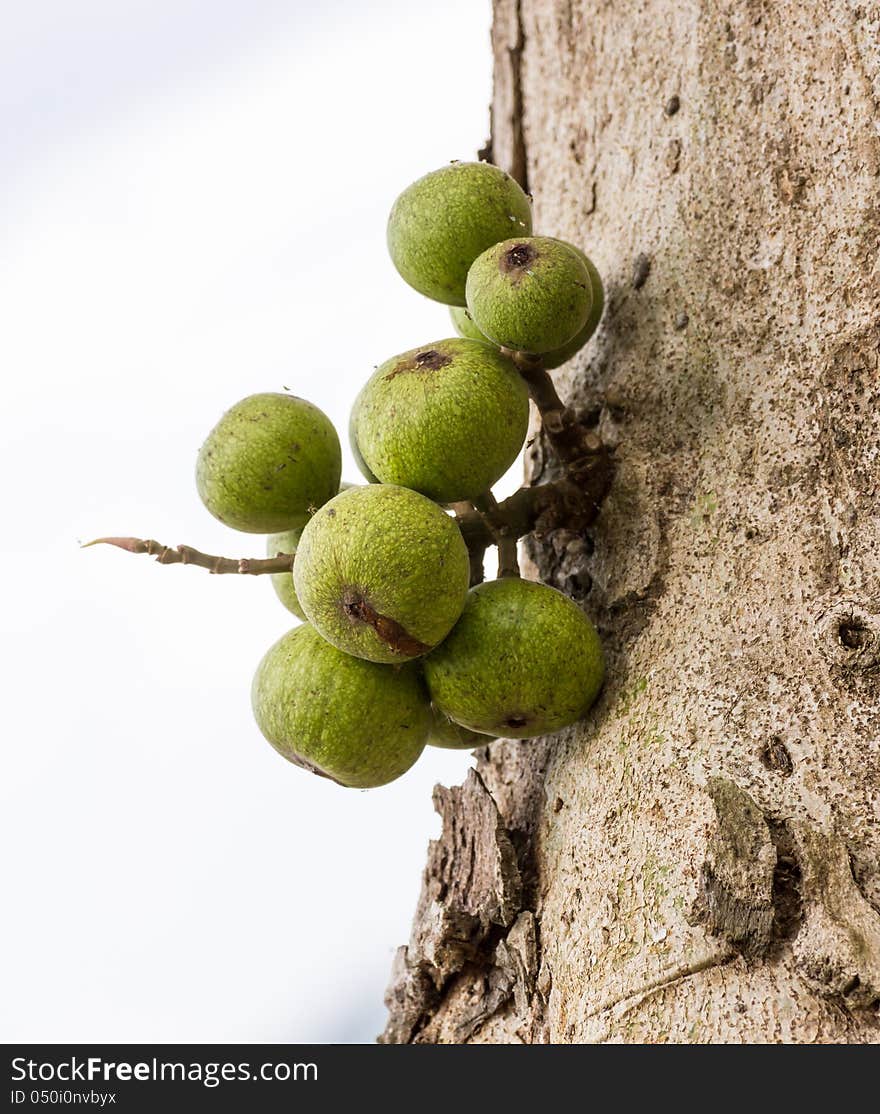 Green Fig fruit on  tree  in Thailand