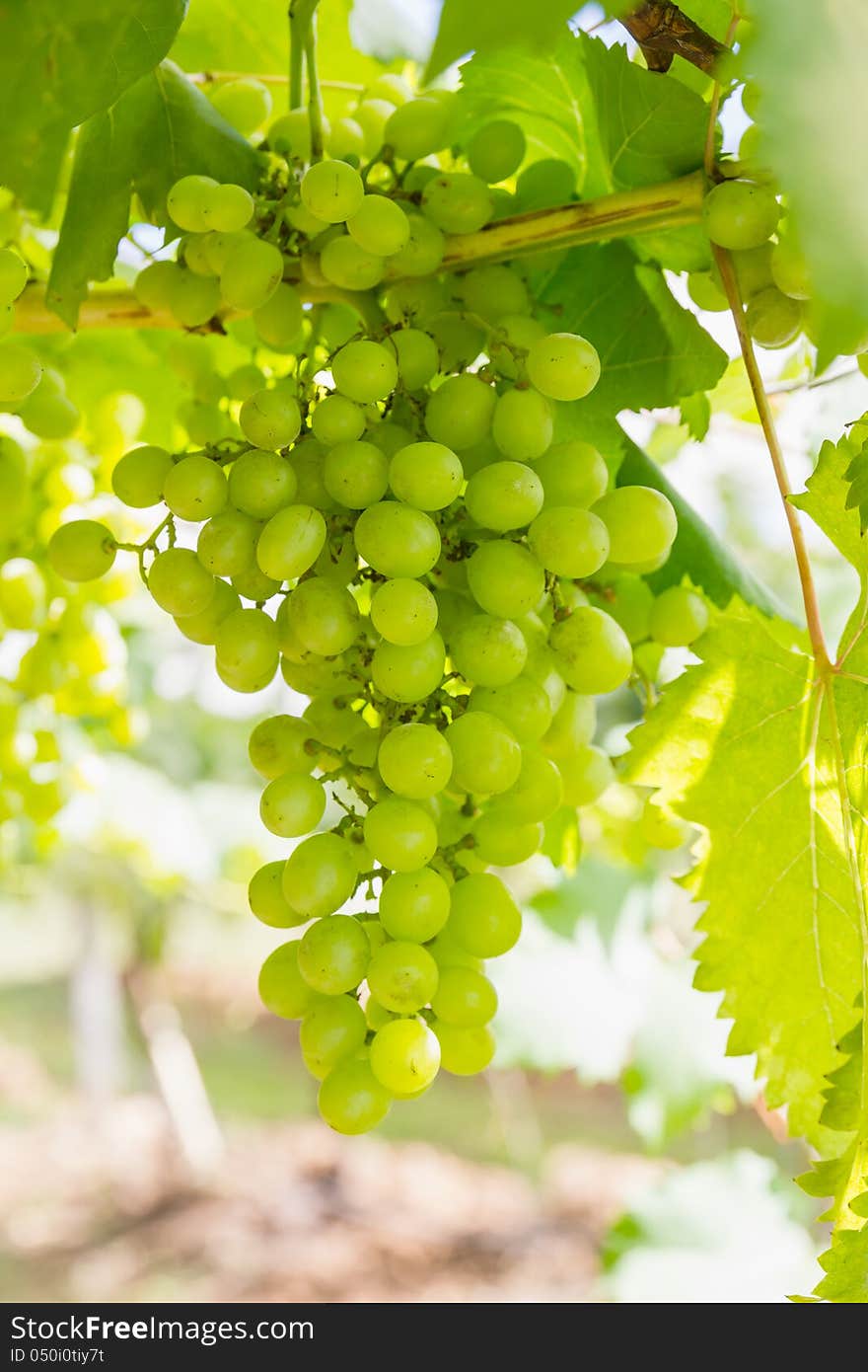 Green Grapes On The Vine