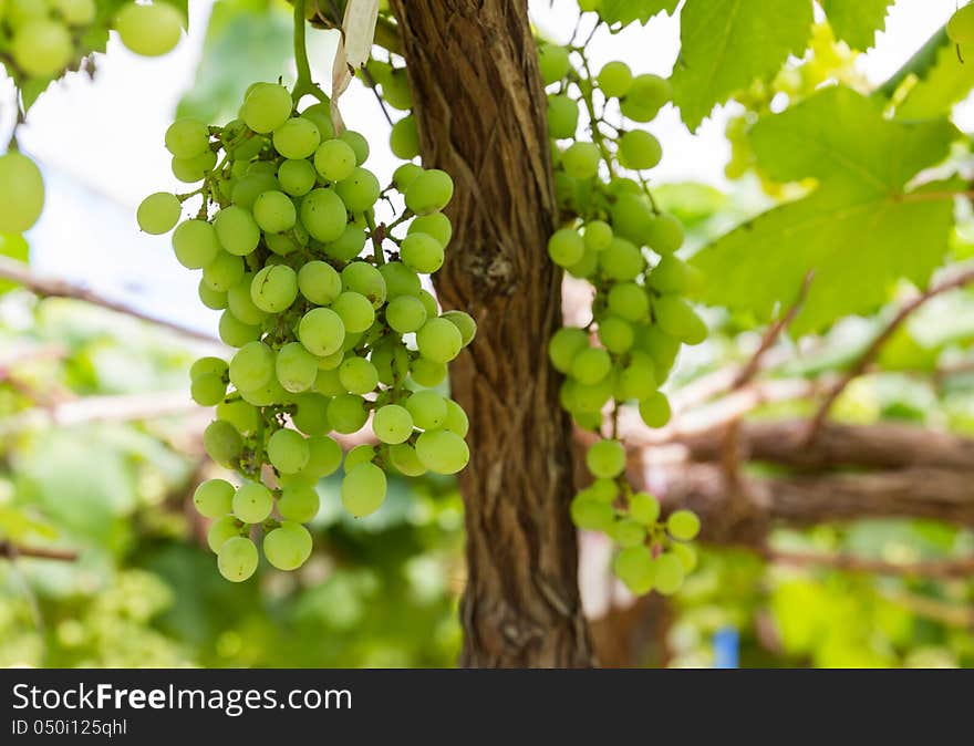 Green Grapes on the vine