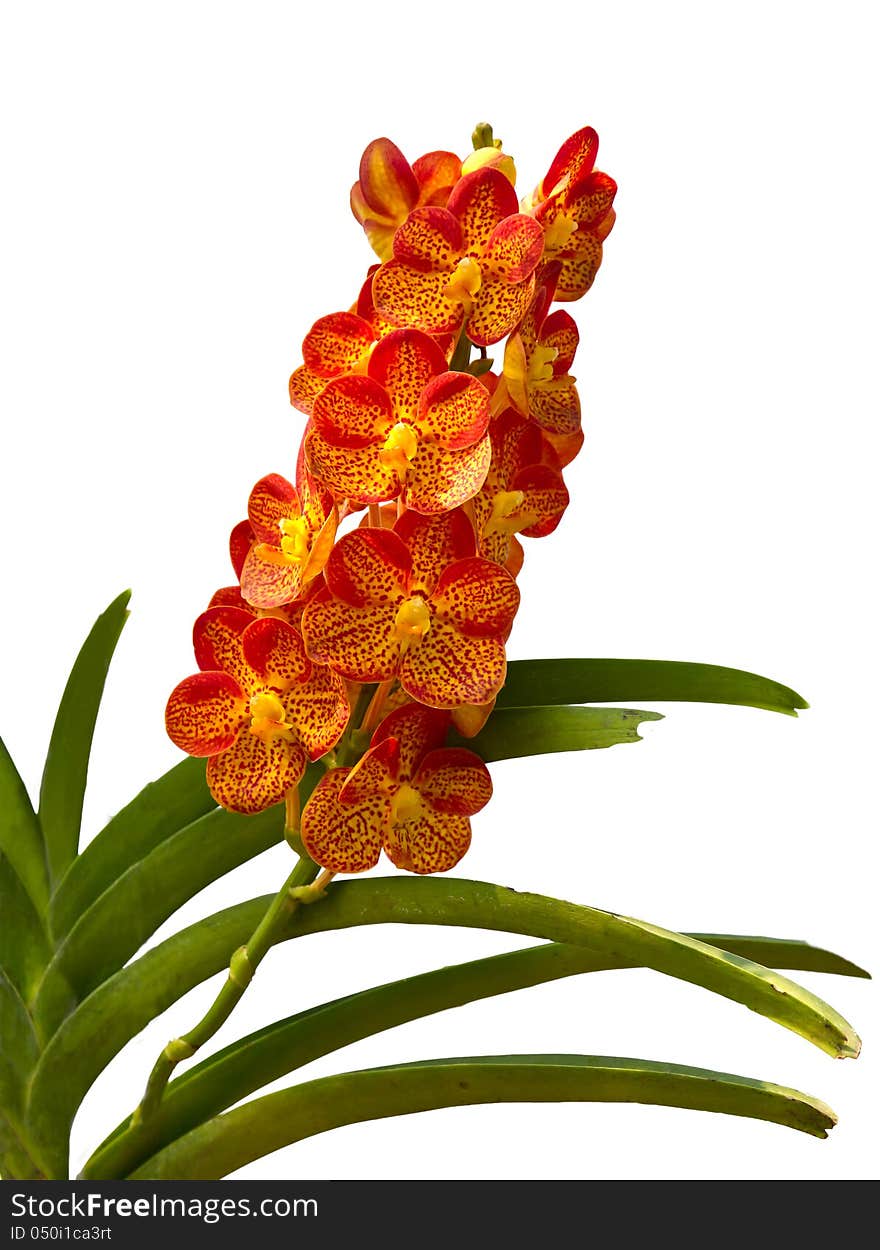 Orange Orchid