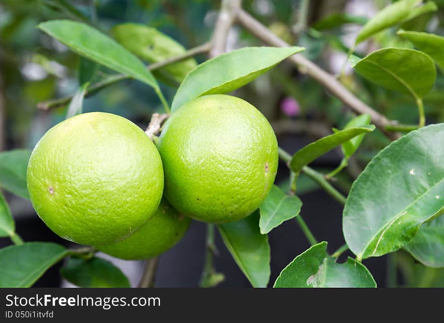 Pomelo fruit on the tree