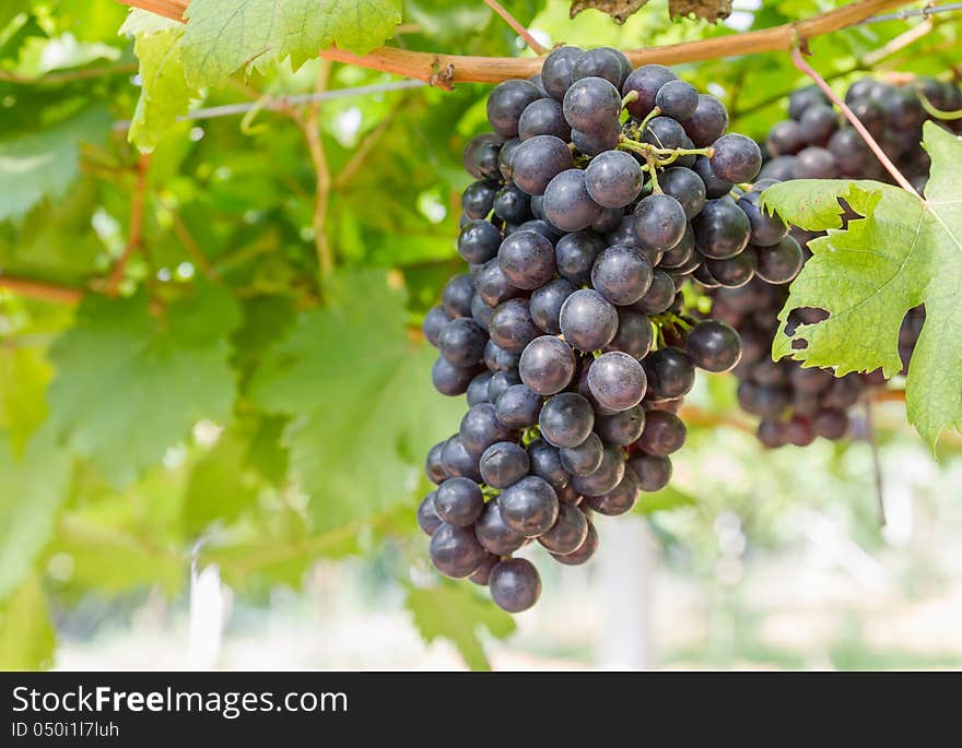 Red Grapes on the vine