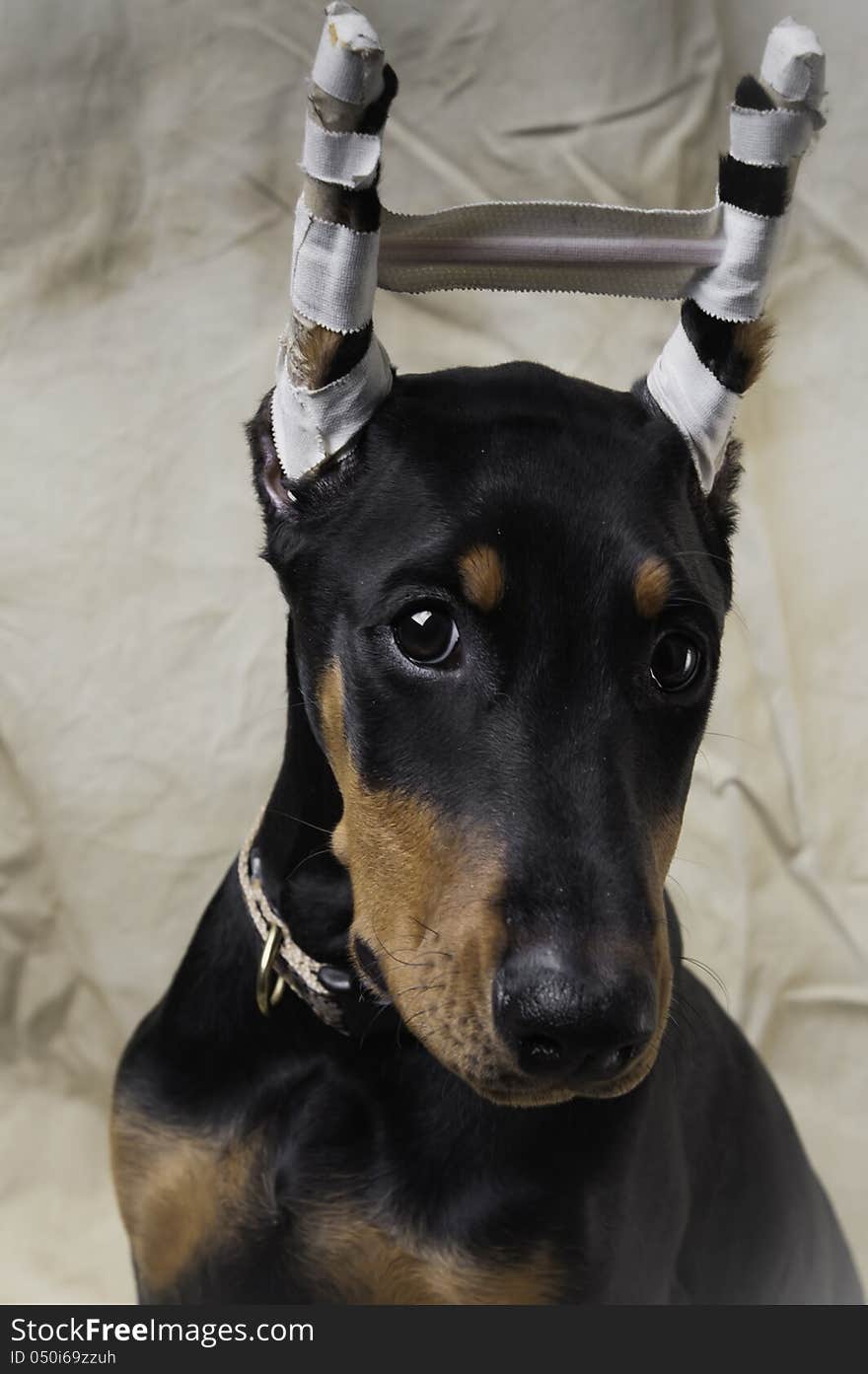 Portrait of a Doberman Pinscher female puppy, 4 months old ears posted 2 months after cropping (which occurs in the 8th week). Portrait of a Doberman Pinscher female puppy, 4 months old ears posted 2 months after cropping (which occurs in the 8th week)