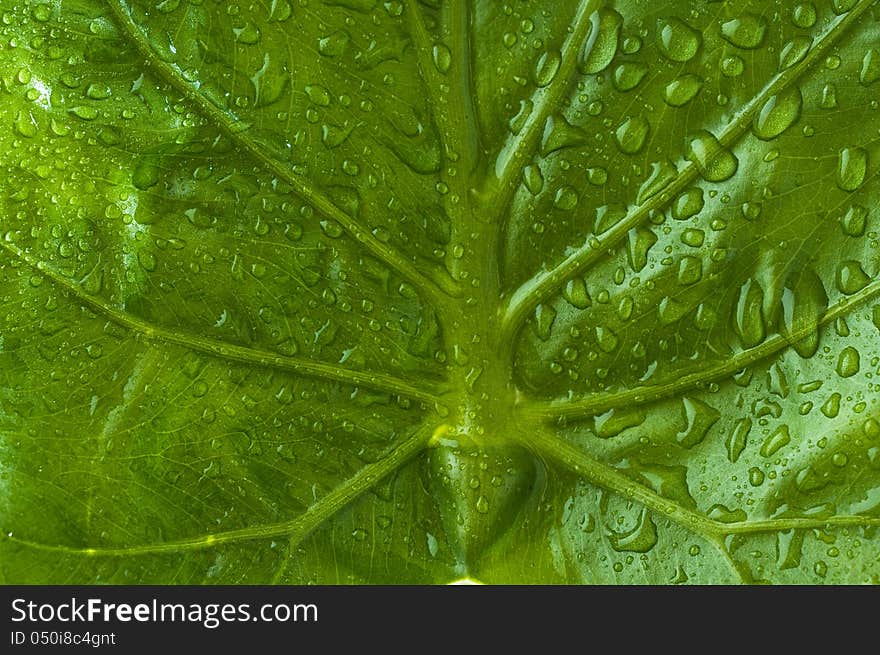 Green leaf with raindrops, background