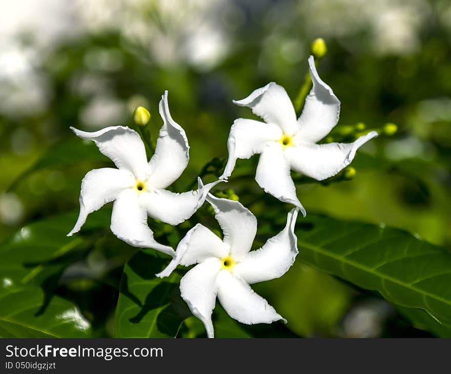 Jasmine flowers. Three flower on a green background.