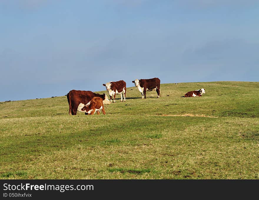 Grazing Cattle in an English Meadow