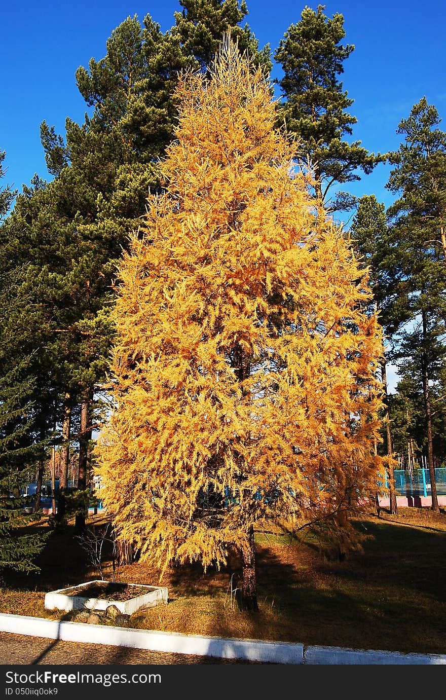 Yellow Larch Tree