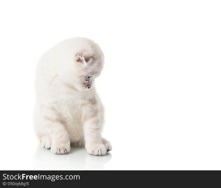 Scottish Fold breed kitten on white background. Scottish Fold breed kitten on white background