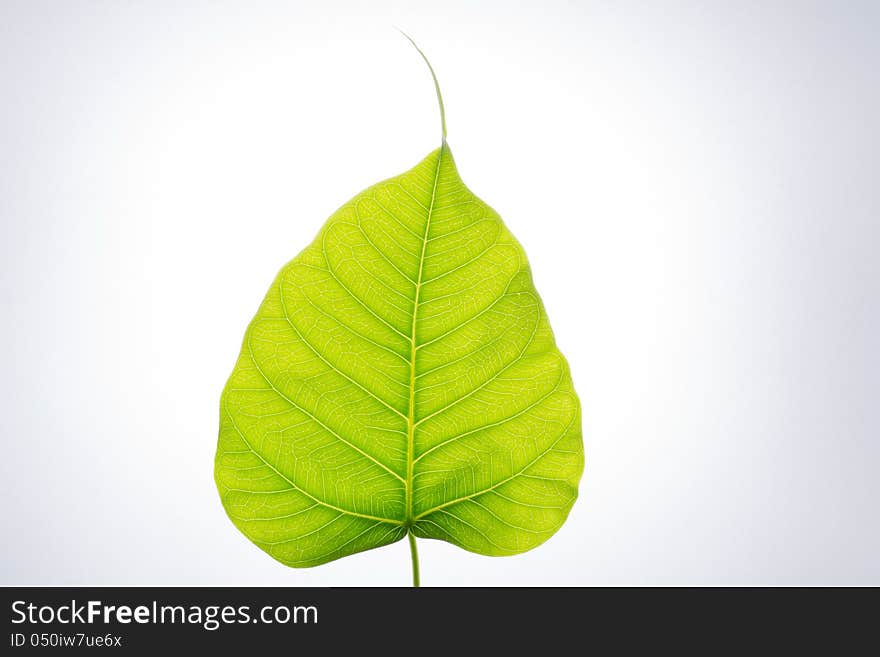 Bodhi leaf in white background