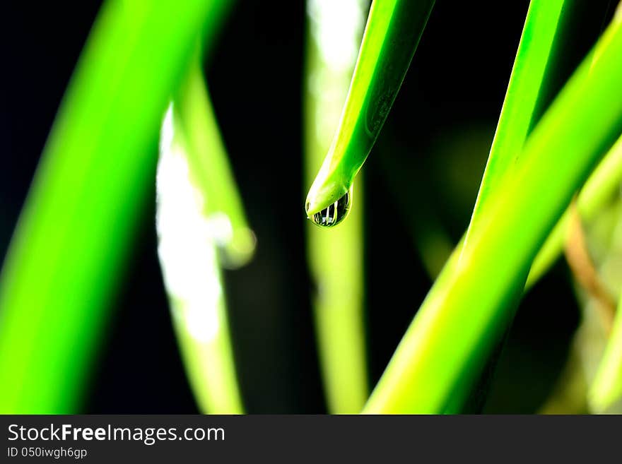 Drops after rain in the morning.